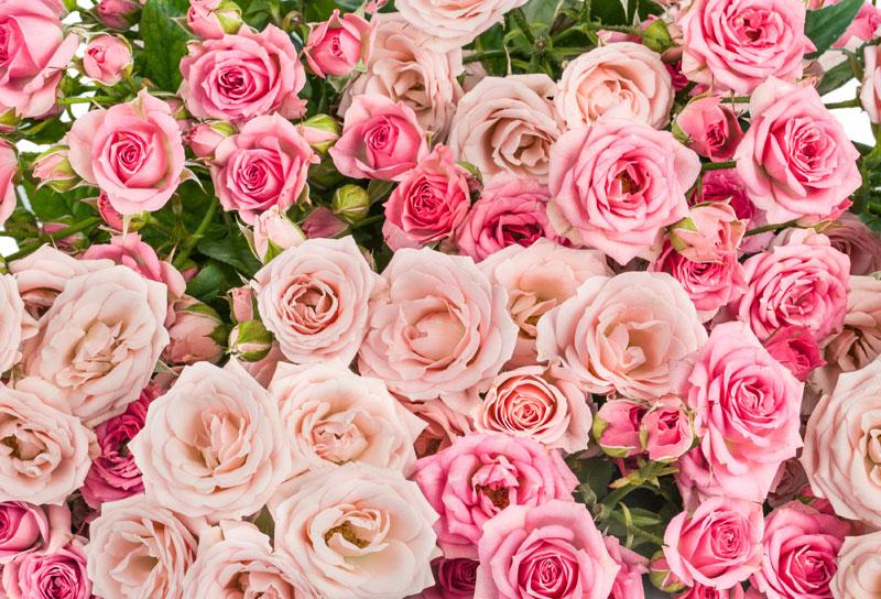 Secretul frumusetii: Ingrijeste-ti tenul cu Apa de&nbsp;trandafiri